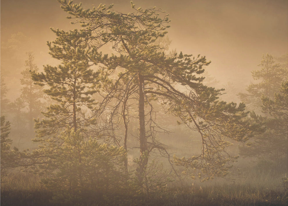 20220809 Dsf8003 1 | Canvasprints