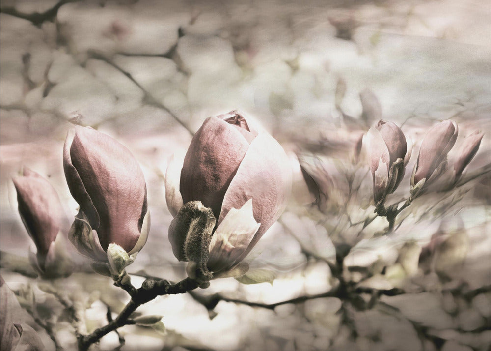 Magnolienfrühling | Fototapeten