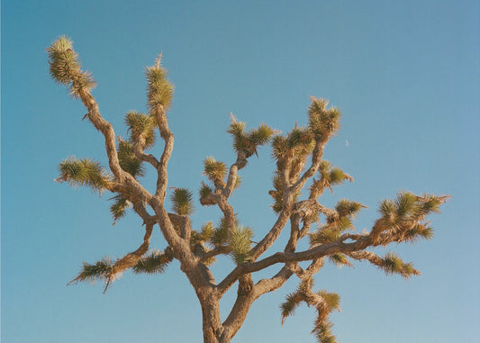 Lune de Joshua Tree III | Tableaux sur Toile