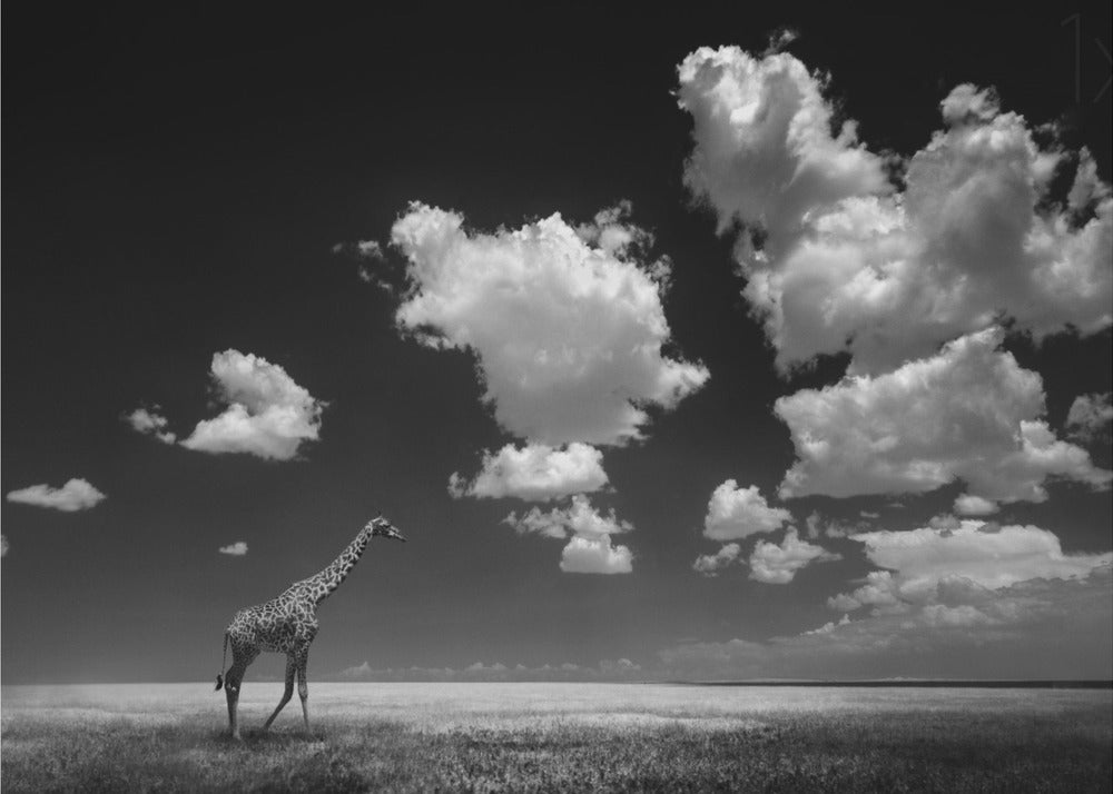 Lo que las nubes se llevaron Posters  - Impresiones de Arte