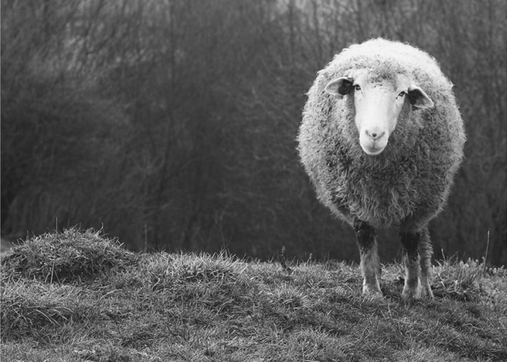 Zastanawiające się owce | Plakaty - Wydruki Artystyczne