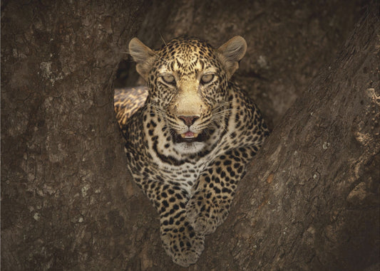 Leopard vilar i ett träd vid Masai Mara | Fototapet