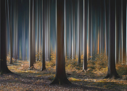 Mystisches Holz | Fototapeten