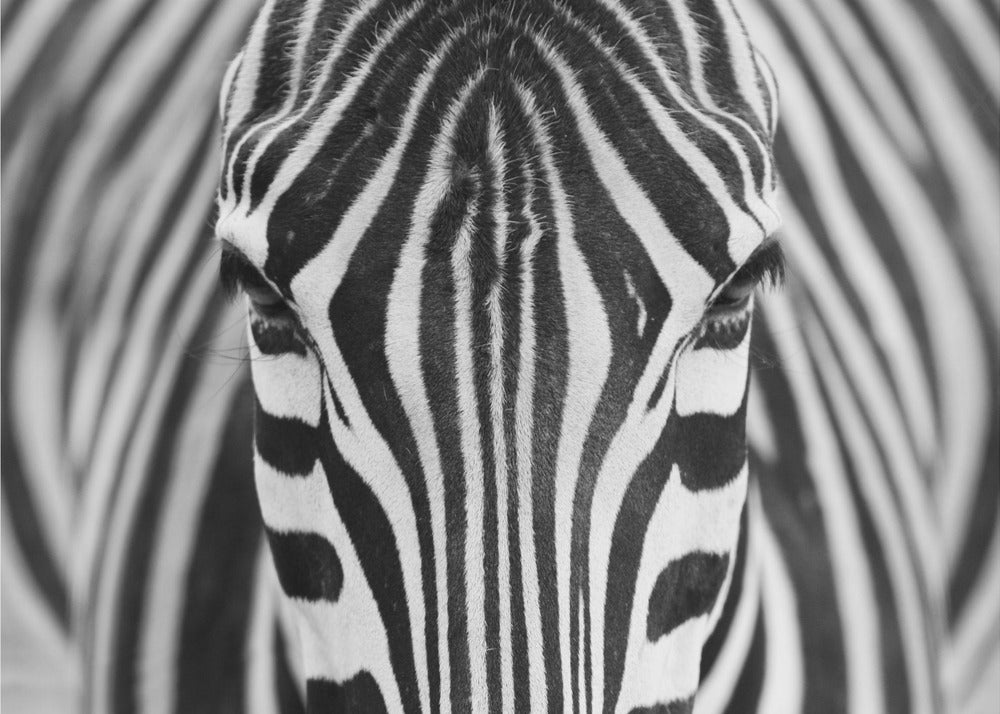Zebra | Plakater - Kunsttryk