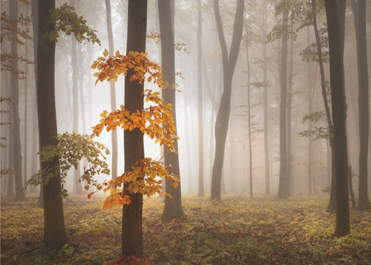 Im Novemberlicht | Fototapeten
