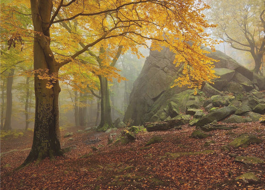 Herbstwald | Fototapeten