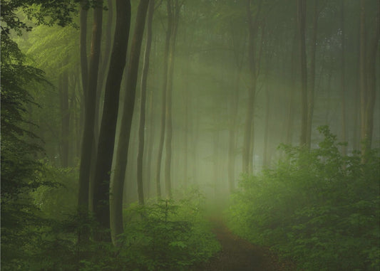 Waldmorgen | Fototapeten