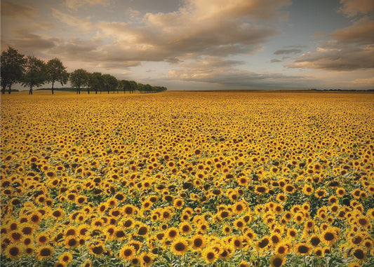 Sonnenblumen | Fototapeten