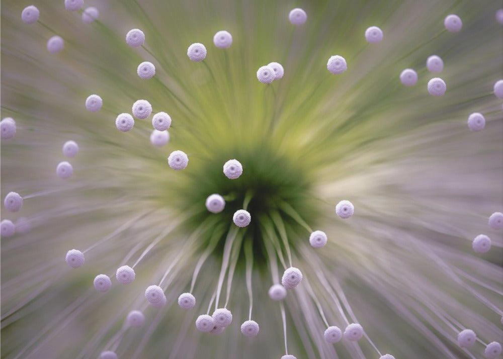 Vert et Blanc II | Papier Peint Photo