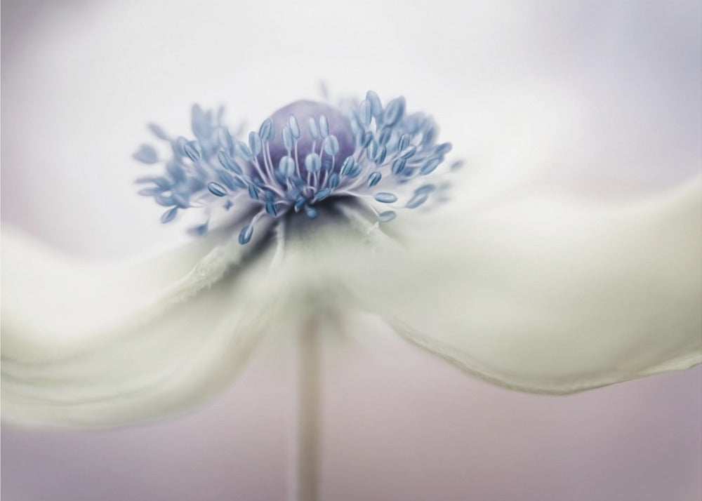 anemone Plakater - Kunsttryk