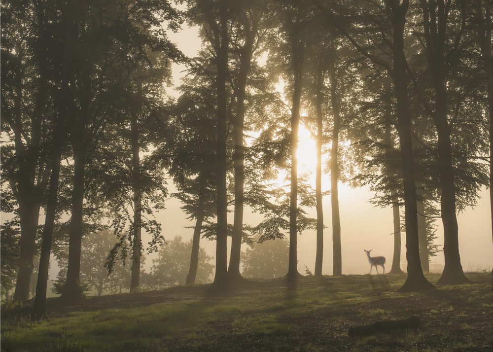 Hjort i morgondimman. Fototapet