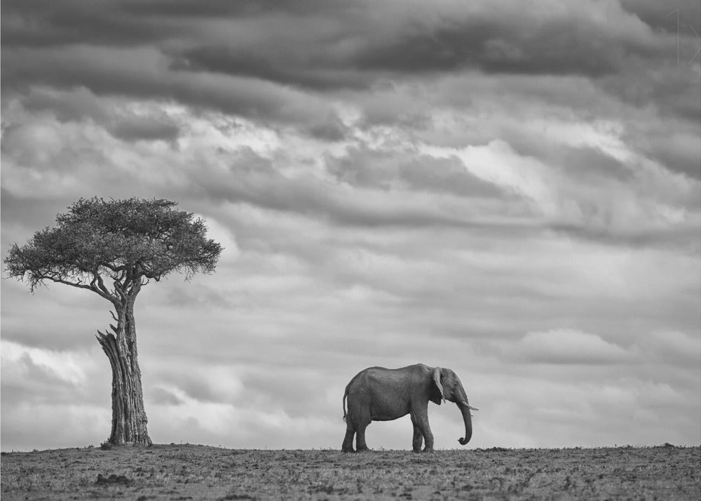 Paysage d'éléphants | Posters - Affiche Artistique