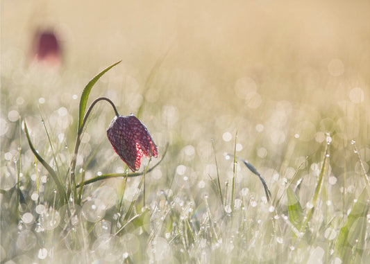 Rosée du matin | Papier Peint Photo