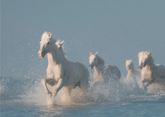Aniołowie Camargue | Fototapeta