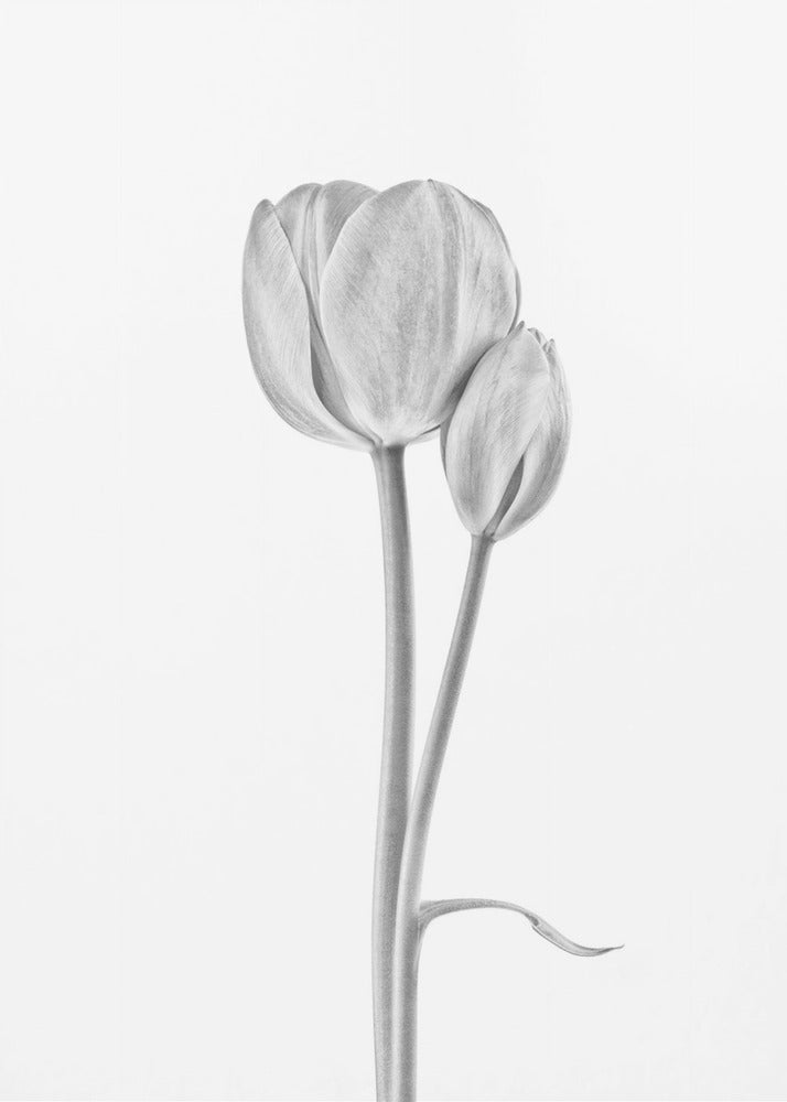 Ansluten | Canvas