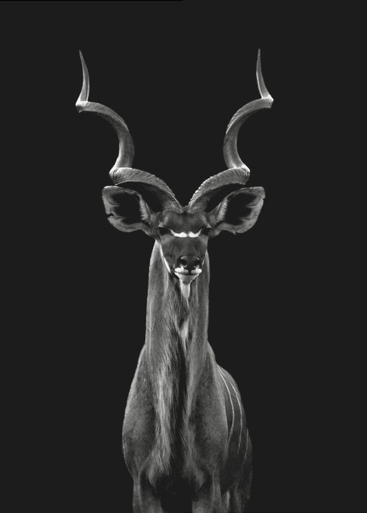 Større Kudu | Lærredsbilleder