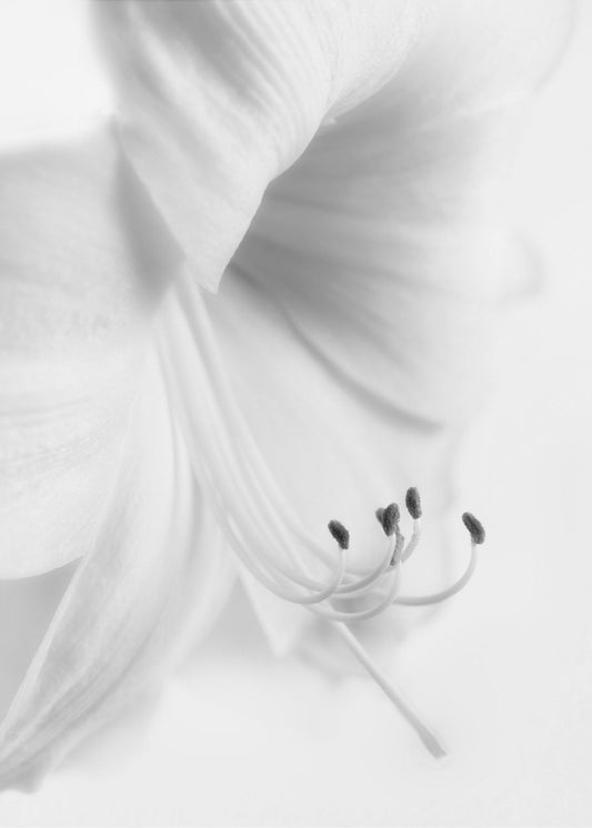 Wit op Wit | Canvasprints