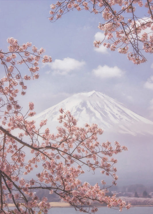 Berget Fuji i körsbärsblommorna | Canvas