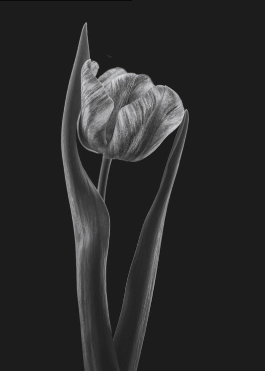 Rembrandt tulp | Canvasprints