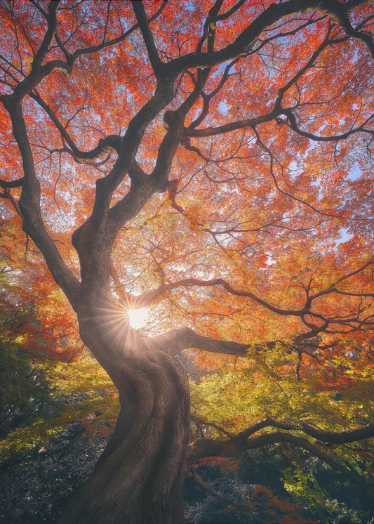 De Japanse boom | Canvasprints
