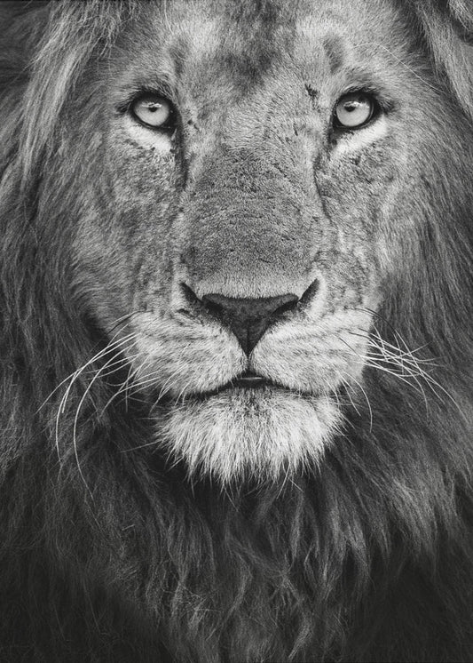 Koninklijk portret | Canvasprints
