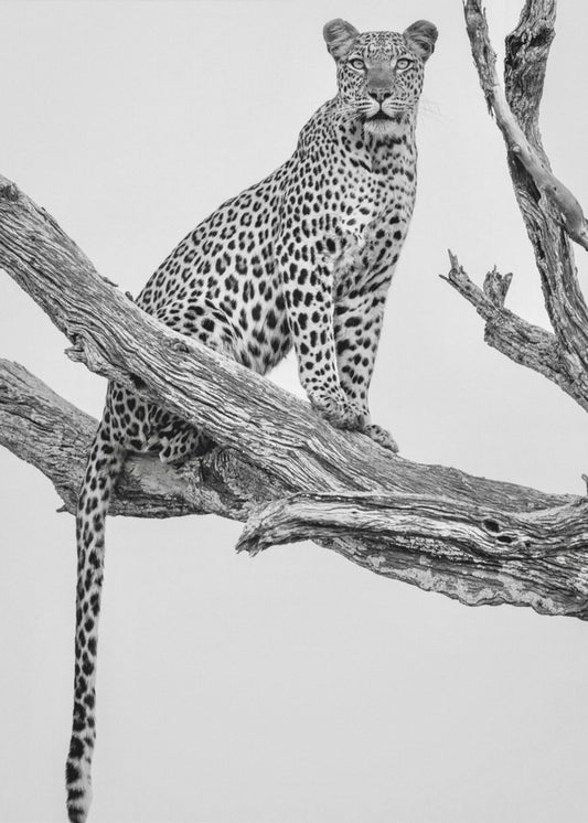 Luipaardportret - Mono Var | Canvasprints