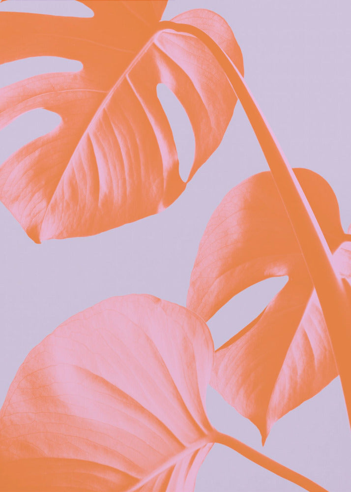 Monstera Lilla 03 | Lærredsbilleder