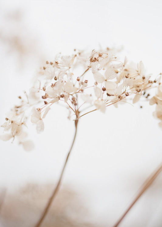Mjuktorkade blommor_bruna | Canvas