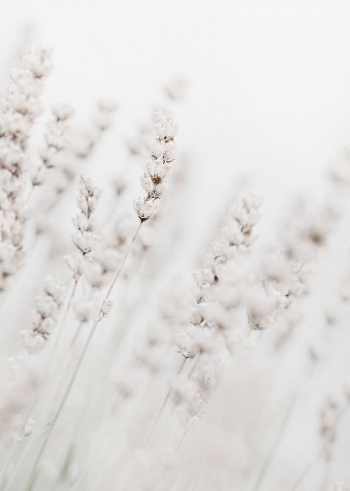 Grasrietjes | Canvasprints
