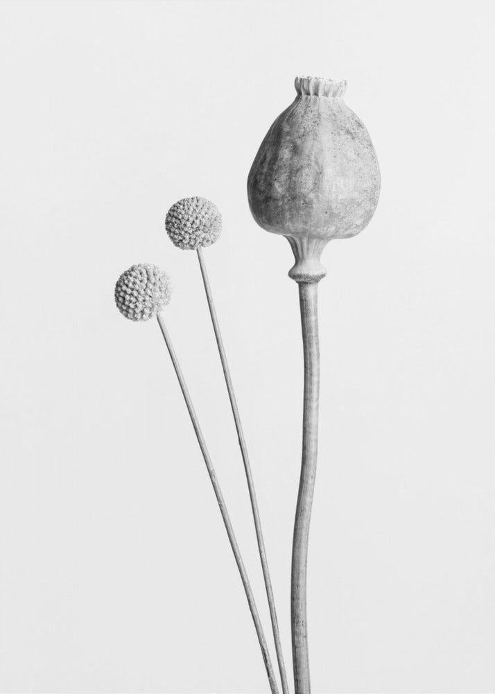 Maanzaadcapsule zwart en wit | Canvasprints