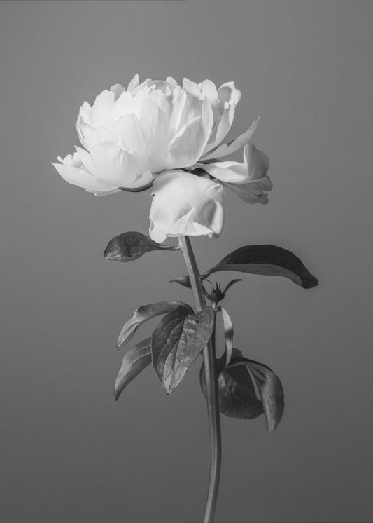 Pæon BW | Lærredsbilleder