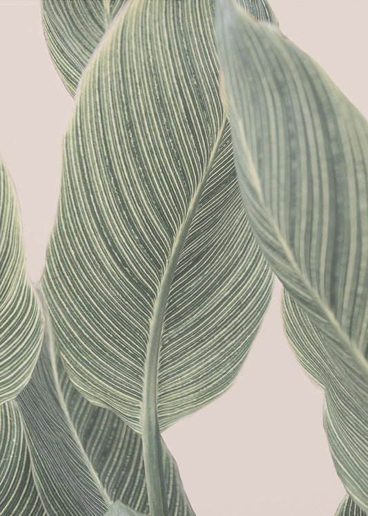 Foglia di Calla | Poster - Stampe d’Arte