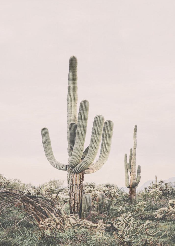Vaaleanpunainen saguaro | Canvastaulut