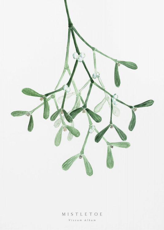 Watercolor mistletoe | Canvas