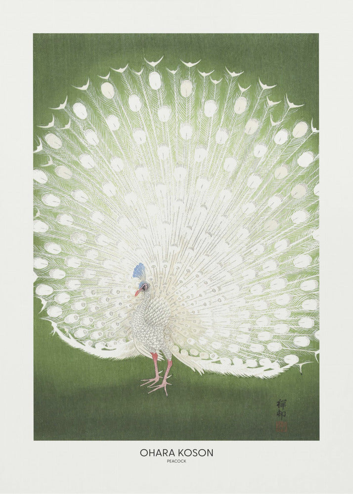 Peacock - Cropped | Canvas