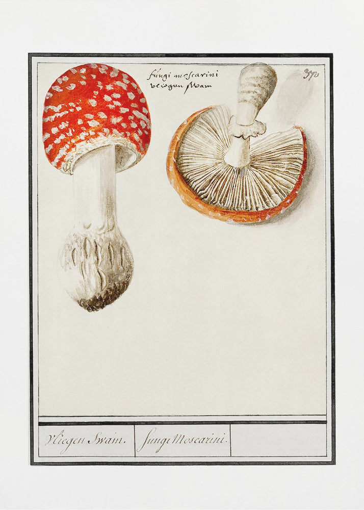 Fly Agaric, Amanita Muscaria | Impresiones en Lienzo