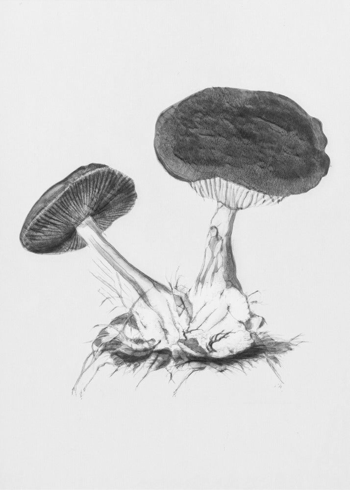 Vintage Violet Webcap Champignon Lys Sort/Hvid | Lærredsbilleder