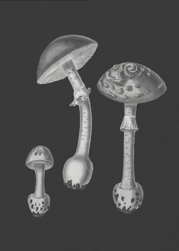 Amanita Muscaria sort baggrund BW | Lærredsbilleder