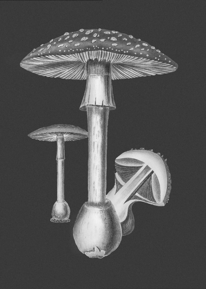 Amanita Muscaria dunkler Hintergrund SW | Leinwand-Bilder