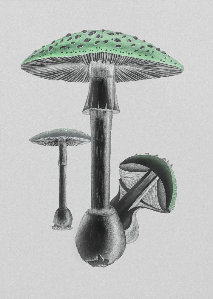 Amanita Muscaria Białe Tło Zielone | Wydruki na łótnie