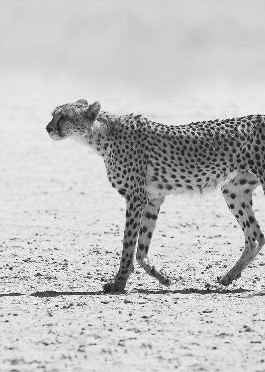 Gepard | Wydruki na łótnie