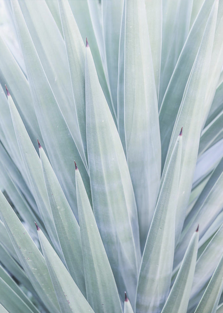 Azurblauer Agaventanz | Poster
