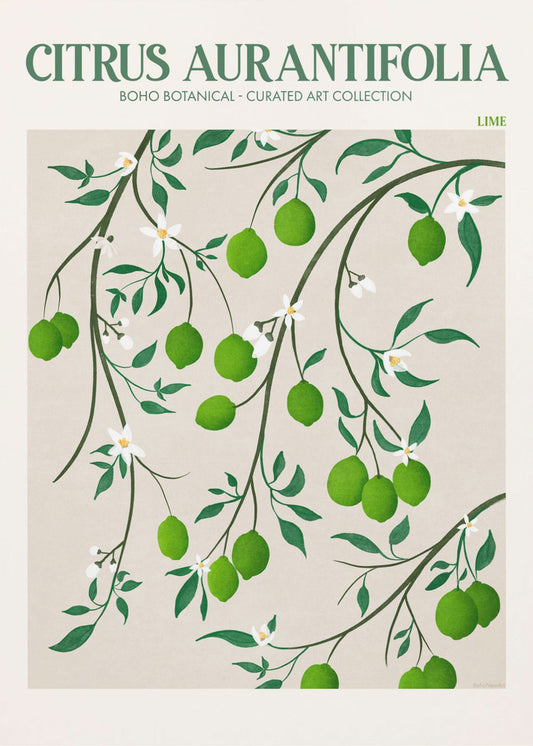 Citrus Aurantifolia - Lime | Stampe su Tela
