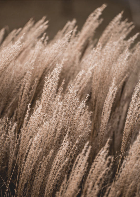 Gras 16 | Leinwand-Bilder
