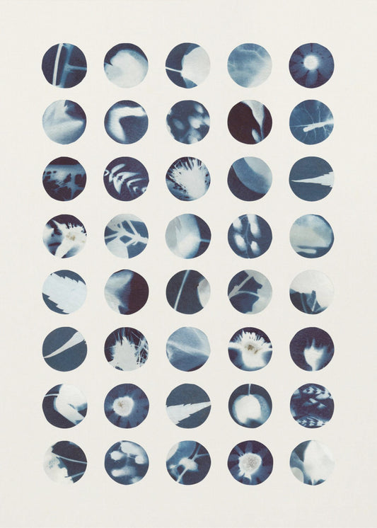 Botaniska cyanotypier | Poster