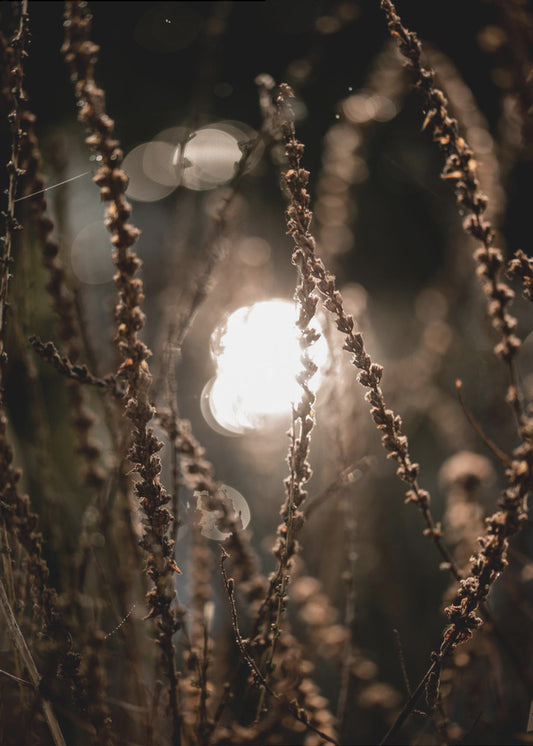 Lumières d'automne 2 | Tableaux sur Toile