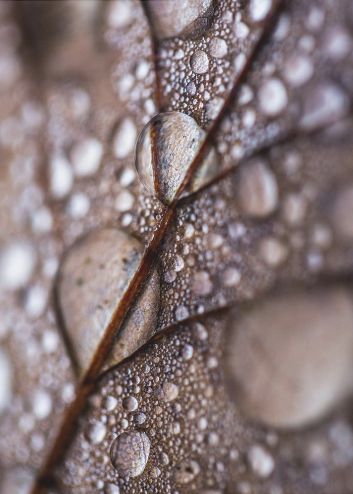 Pluie d'automne | Tableaux sur Toile
