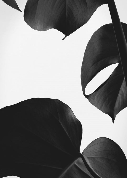 Kontrastmonstera | Lærredsbilleder