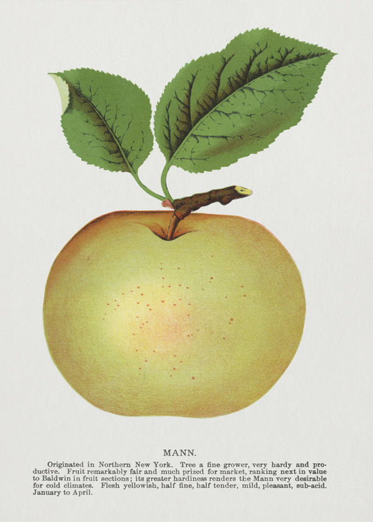 Mann Apple Litografi | Duk