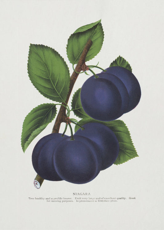 Niagara Plum Litografi | Duk